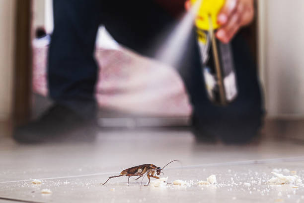 Best Local Pest Control Services  in Mystic, CT