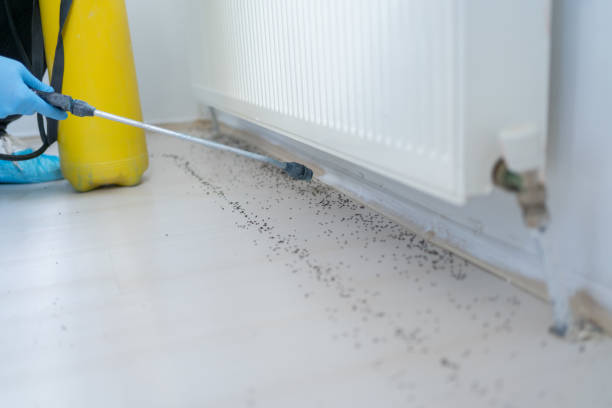 Best Termite Control Services  in Mystic, CT