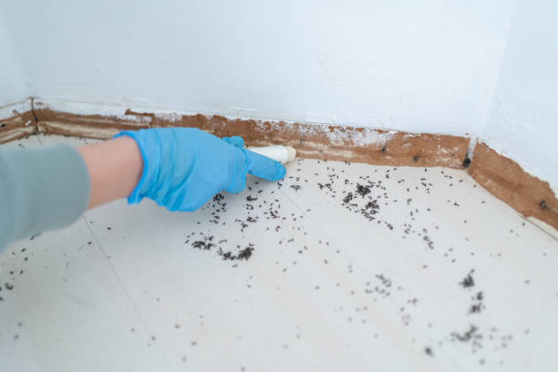 Best Wasp Removal Services  in Mystic, CT